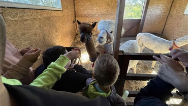 Alpakoterapia w Maliszewie