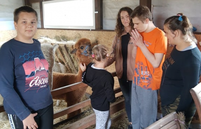 Z wizytą u alpak - zdjęcie nr 1