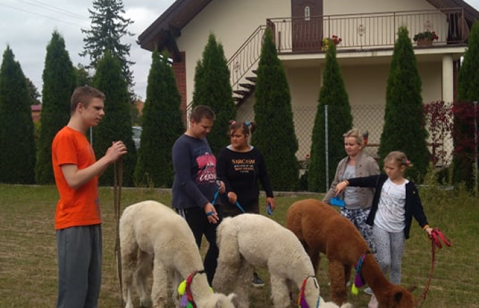 Z wizytą u alpak - zdjęcie nr 2