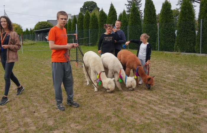 Z wizytą u alpak - zdjęcie nr 3